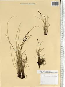 Carex subspathacea Wormsk. ex Hornem., Eastern Europe, Northern region (E1) (Russia)