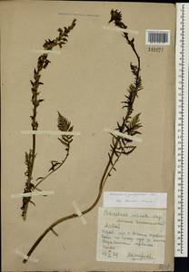 Pedicularis proboscidea Steven, Siberia, Altai & Sayany Mountains (S2) (Russia)