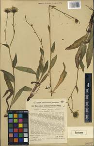 Hieracium subspeciosum, Western Europe (EUR) (Switzerland)