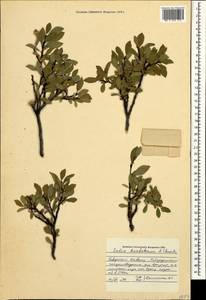 Salix kazbekensis A. Skvorts., Caucasus, Stavropol Krai, Karachay-Cherkessia & Kabardino-Balkaria (K1b) (Russia)