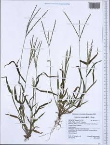 Digitaria sanguinalis (L.) Scop., Western Europe (EUR) (Italy)