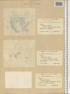 Lemna trisulca L., Eastern Europe, Latvia (E2b) (Latvia)