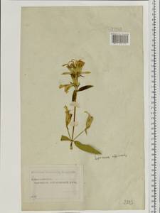 Saponaria officinalis L., Eastern Europe, Moscow region (E4a) (Russia)