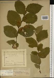 Ulmus laevis Pall., Eastern Europe, Central region (E4) (Russia)