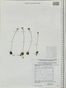 Androsace bungeana Schischk. & Bobrov, Siberia, Russian Far East (S6) (Russia)