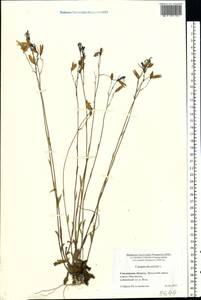 Campanula patula L., Eastern Europe, Western region (E3) (Russia)