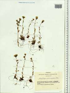 Saxifraga flagellaris subsp. flagellaris, Siberia, Altai & Sayany Mountains (S2) (Russia)