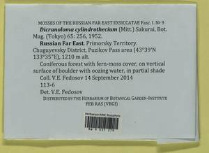 Dicranoloma cylindrothecium (Mitt.) Sakurai, Bryophytes, Bryophytes - Russian Far East (excl. Chukotka & Kamchatka) (B20) (Russia)