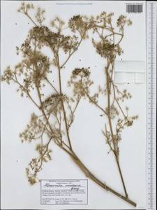 Bubon macedonicum L., Western Europe (EUR) (Greece)