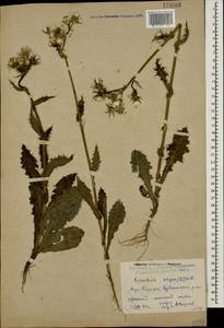 Sonchus asper (L.) Hill, Caucasus, Dagestan (K2) (Russia)
