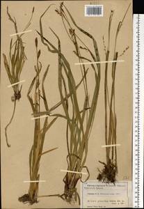 Carex pilosa Scop., Eastern Europe, Moscow region (E4a) (Russia)