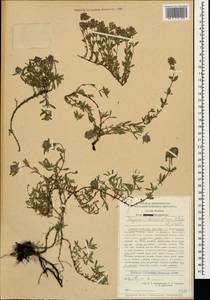 Thymus dimorphus Klokov & Des.-Shost., Caucasus, Stavropol Krai, Karachay-Cherkessia & Kabardino-Balkaria (K1b) (Russia)