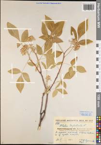 Ptelea trifoliata L., Eastern Europe, North Ukrainian region (E11) (Ukraine)