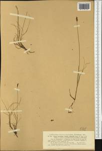 Carex parallela (Laest.) Sommerf., Western Europe (EUR) (Norway)