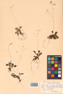 Micranthes staminosa (Schlothg. & Vorosch.) Tkach, Siberia, Russian Far East (S6) (Russia)