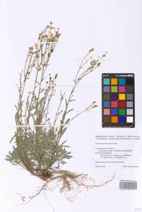 Linum ucranicum (Griseb. ex Planch.) Czern., Eastern Europe, Central forest-and-steppe region (E6) (Russia)