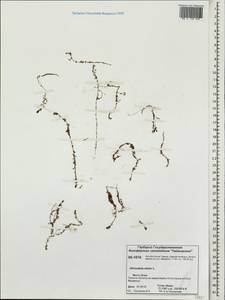 Utricularia minor L., Siberia, Central Siberia (S3) (Russia)