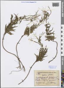 Epilobium palustre L., Eastern Europe, Lower Volga region (E9) (Russia)