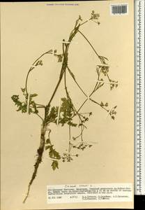 Carum carvi L., Mongolia (MONG) (Mongolia)