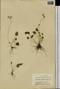 Primula cortusoides L., Siberia, Altai & Sayany Mountains (S2) (Russia)