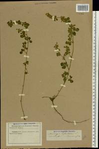 Medicago lupulina L., Eastern Europe, North Ukrainian region (E11) (Ukraine)