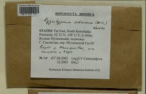 Hygrohypnella ochracea (Turner ex Wilson) Ignatov & Ignatova, Bryophytes, Bryophytes - Chukotka & Kamchatka (B21) (Russia)