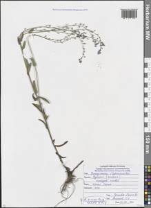 Myosotis lithospermifolia (Willd.) Hornem., Caucasus, North Ossetia, Ingushetia & Chechnya (K1c) (Russia)
