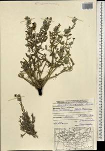 Arnebia fimbriata Maxim., Mongolia (MONG) (Mongolia)