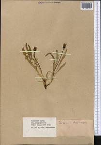 Taraxacum brevirostre Hand.-Mazz., Middle Asia, Western Tian Shan & Karatau (M3) (Kazakhstan)