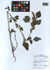 Amaranthus retroflexus L., Siberia, Altai & Sayany Mountains (S2) (Russia)