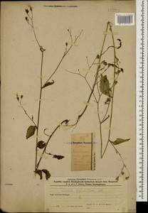 Lapsana communis subsp. grandiflora (M. Bieb.) P. D. Sell, Caucasus, Azerbaijan (K6) (Azerbaijan)