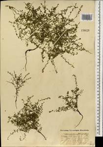 Hackelia thymifolia (A. DC.) I. M. Johnst., Mongolia (MONG) (Mongolia)