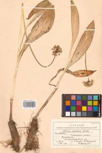 Allium ochotense Prokh., Siberia, Chukotka & Kamchatka (S7) (Russia)