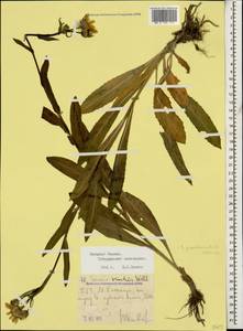 Senecio pseudoorientalis Schischk., Caucasus, Stavropol Krai, Karachay-Cherkessia & Kabardino-Balkaria (K1b) (Russia)