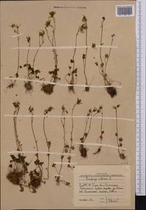 Saxifraga sibirica L., Middle Asia, Western Tian Shan & Karatau (M3) (Uzbekistan)