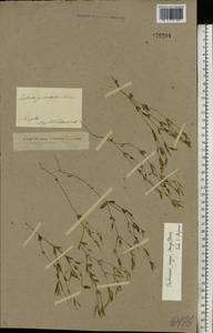 Centaurium pulchellum var. meyeri (Bunge) Omer, Eastern Europe, Lower Volga region (E9) (Russia)