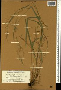Achnatherum virescens (Trin.) Banfi, Galasso & Bartolucci, Caucasus, Stavropol Krai, Karachay-Cherkessia & Kabardino-Balkaria (K1b) (Russia)