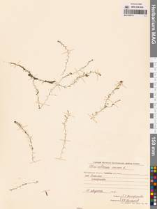 Utricularia minor L., Siberia, Chukotka & Kamchatka (S7) (Russia)