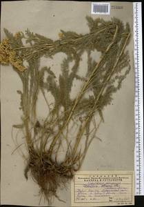 Achillea setacea Waldst. & Kit., Middle Asia, Western Tian Shan & Karatau (M3) (Kazakhstan)