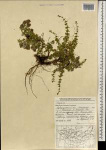 Thymus, Mongolia (MONG) (Mongolia)