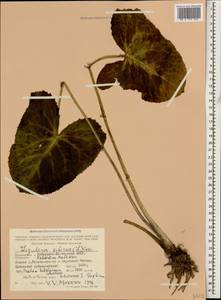 Ligularia subsagittata Pojark., Caucasus, Stavropol Krai, Karachay-Cherkessia & Kabardino-Balkaria (K1b) (Russia)