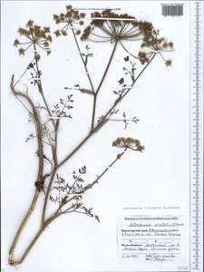 Astrodaucus littoralis (M. Bieb.) Drude, Caucasus, Black Sea Shore (from Novorossiysk to Adler) (K3) (Russia)