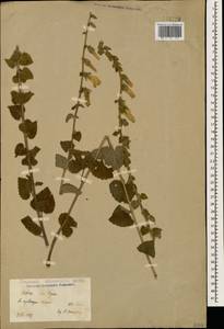 Campanula alliariifolia Willd., Caucasus, Black Sea Shore (from Novorossiysk to Adler) (K3) (Russia)