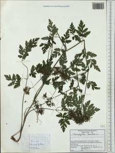 Chaerophyllum temulum L., Western Europe (EUR) (Italy)