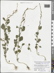 Chenopodium acuminatum Willd., Siberia, Baikal & Transbaikal region (S4) (Russia)