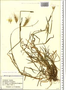 Hordeum murinum subsp. leporinum (Link) Arcang., Caucasus, Stavropol Krai, Karachay-Cherkessia & Kabardino-Balkaria (K1b) (Russia)