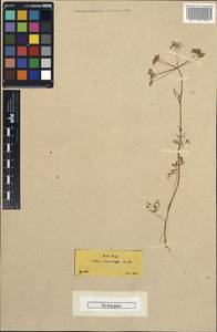 Geocaryum cynapioides subsp. macrocarpum (Boiss. & Spruner) Menemen, Western Europe (EUR) (Greece)