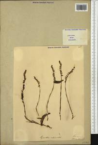 Spiranthes spiralis (L.) Chevall., Western Europe (EUR) (Italy)