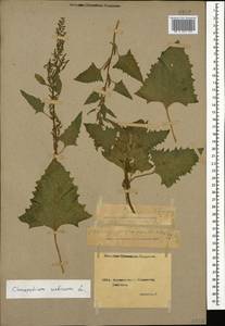 Oxybasis urbica (L.) S. Fuentes, Uotila & Borsch, Caucasus, Georgia (K4) (Georgia)