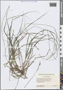 Carex elongata L., Eastern Europe, Northern region (E1) (Russia)